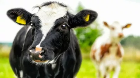 Cow