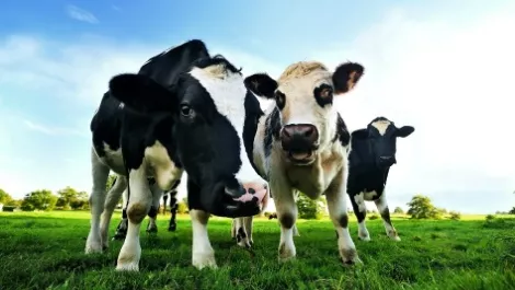 Fonterra mulls $250M bond sale, third issue for NZX debt market