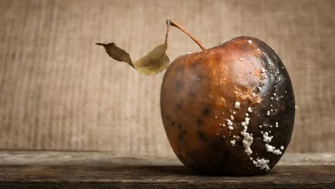 Rotten apple